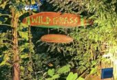 WILDGRASS